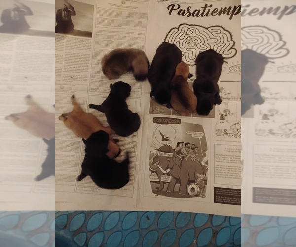 Medium Photo #6 Poodle (Toy)-Pug Mix Puppy For Sale in NEW WAVERLY, TX, USA