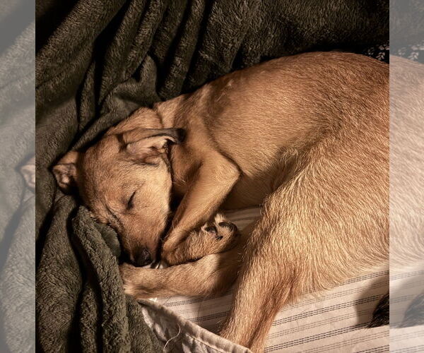 Medium Photo #5 Mutt Puppy For Sale in Brooklyn Center, MN, USA