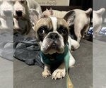 Small Photo #4 French Bulldog Puppy For Sale in Uwchlan, PA, USA