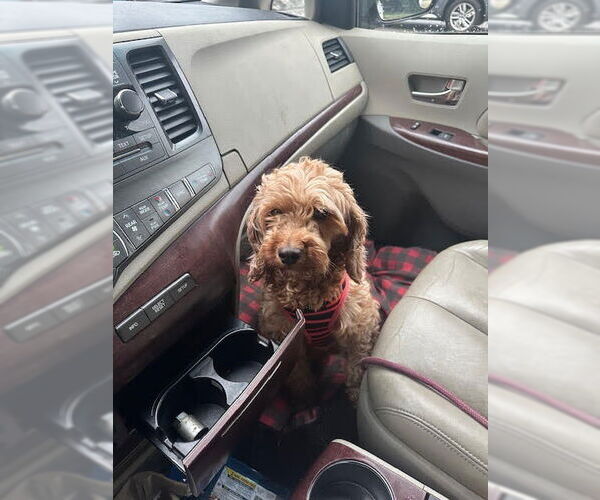 Medium Photo #3 Cockapoo Puppy For Sale in Brights Grove, Ontario, Canada