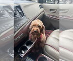 Small #2 Cockapoo
