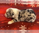 Small Photo #59 Australian Shepherd Puppy For Sale in SALISBURY, NC, USA