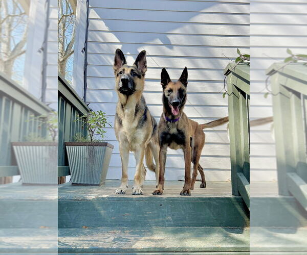 Medium Photo #4 Mutt Puppy For Sale in Imlay City, MI, USA