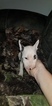 Small Photo #91 Bull Terrier Puppy For Sale in JACKSON, MI, USA