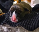 Small Photo #1 Boxer Puppy For Sale in HOLLSOPPLE, PA, USA