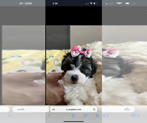 Maltese-Poodle (Toy) Mix Puppy for sale in SARASOTA, FL, USA