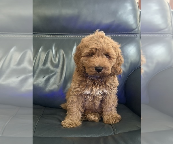 Medium Photo #3 Australian Labradoodle Puppy For Sale in WASH, NC, USA