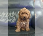 Small #2 Australian Labradoodle