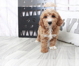 Goldendoodle (Miniature) Puppy for sale in MARIETTA, GA, USA