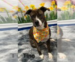 Small #1 American Pit Bull Terrier