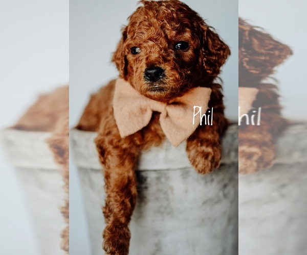 Medium Photo #7 Goldendoodle Puppy For Sale in MOUNTAIN HOME, ID, USA