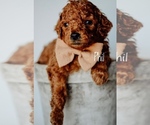 Small Photo #7 Goldendoodle Puppy For Sale in MOUNTAIN HOME, ID, USA