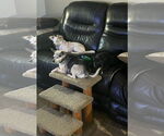 Small #1 Chihuahua Mix