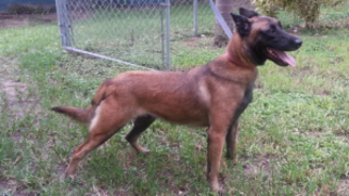Mother of the Belgian Malinois puppies born on 09/07/2016