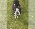 Small #1 Boston Terrier
