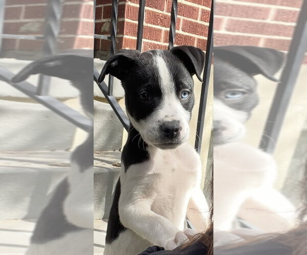 Medium Photo #2 Borador Puppy For Sale in Sandy, UT, USA