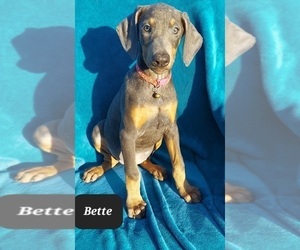Doberman Pinscher Puppy for sale in POMEROY, OH, USA