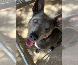 American Staffordshire Terrier-Unknown Mix Dogs for adoption in Benton, PA, USA