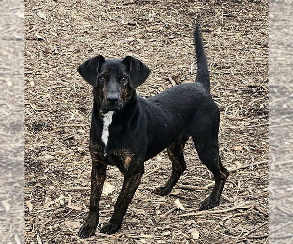 Medium Photo #2 Coonhound Puppy For Sale in Bloomingdale, NJ, USA