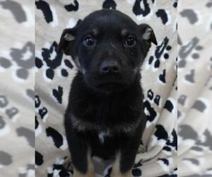 Mutt Dogs for adoption in Thief River Falls, MN, USA