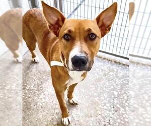 Carolina Dog-Unknown Mix Dogs for adoption in Houston, TX, USA