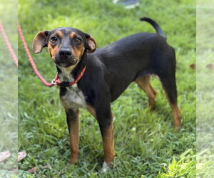 RIO - Female German Pinscher Dog for Adoption - Photo #2