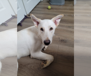 - Mix Dogs for adoption in Hoffman Estates, IL, USA
