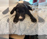 Small #1 Labrador Retriever Mix