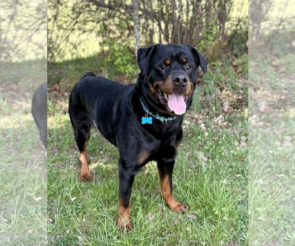 Medium Photo #5 Rottweiler Puppy For Sale in Spring Lake, NJ, USA