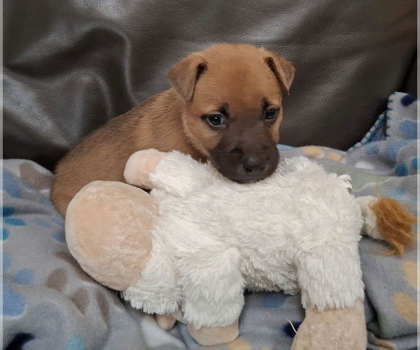 Medium Photo #2 Mutt Puppy For Sale in Euless, TX, USA