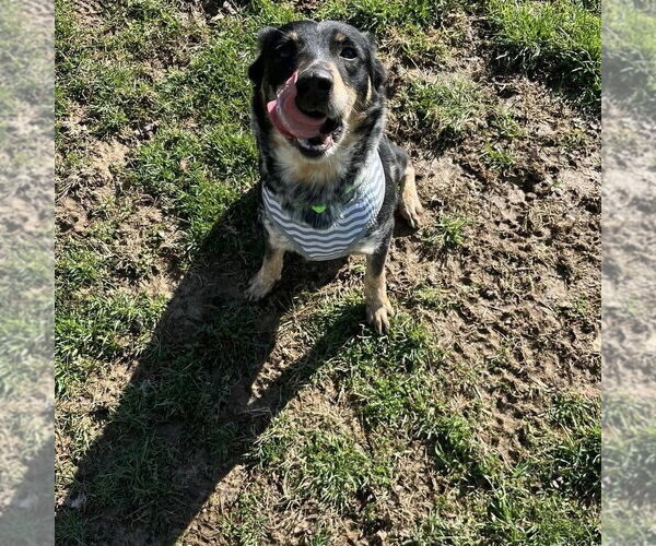 Medium Photo #6 Australian Shepherd-Unknown Mix Puppy For Sale in Osgood, IN, USA