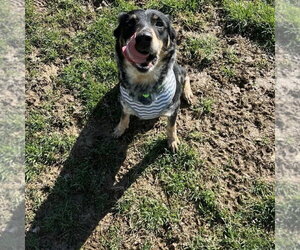 Nevah - Female Australian Shepherd-Unknown Mix Dog for Adoption - Photo #6