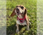 Small Photo #10 Beagle Puppy For Sale in Dunnellon, FL, USA