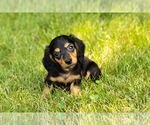 Image preview for Ad Listing. Nickname: Litter of 4