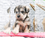 Small Photo #28 Schnauzer (Miniature) Puppy For Sale in SYRACUSE, IN, USA