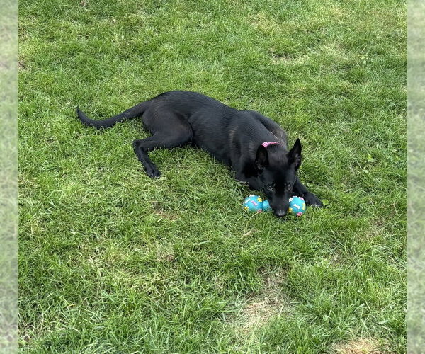 Medium Photo #2 Mutt Puppy For Sale in Imlay City, MI, USA