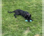 Small #1 Mutt