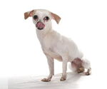 Small #2 Chihuahua Mix