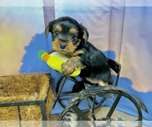 Morkie Puppy for Sale in CASSVILLE, Missouri USA