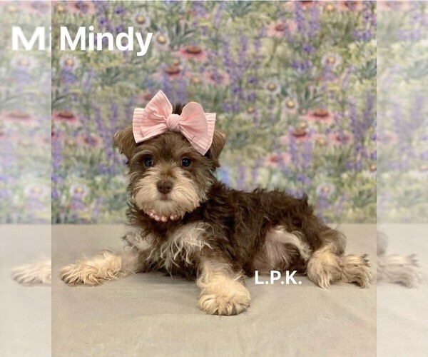 Medium Photo #1 Schnauzer (Miniature) Puppy For Sale in WINNSBORO, LA, USA