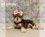 Image preview for Ad Listing. Nickname: Mini Mindy