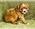 Small #1 Cavalier King Charles Spaniel