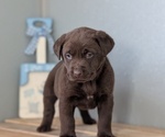 Small #1 Labrador Retriever