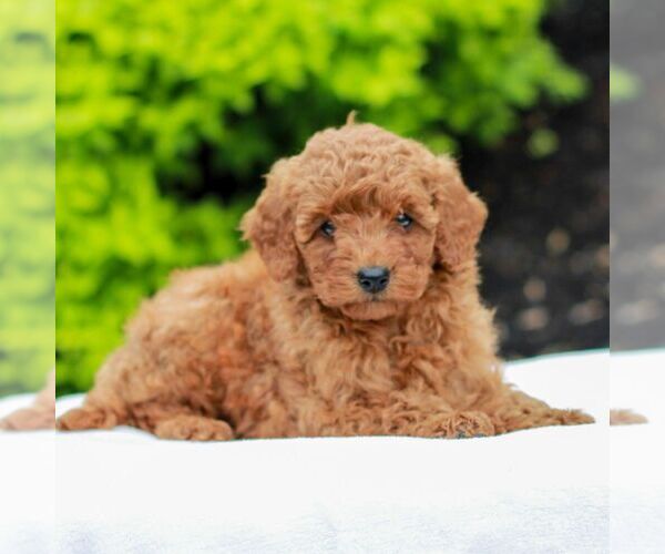 Medium Photo #4 Goldendoodle (Miniature) Puppy For Sale in LITITZ, PA, USA