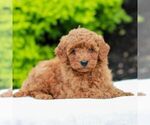 Small #3 Goldendoodle (Miniature)