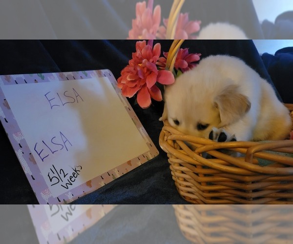 Medium Photo #11 Golden Retriever Puppy For Sale in VOORHEES, NJ, USA