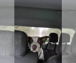 Small #4 Bull Terrier Mix