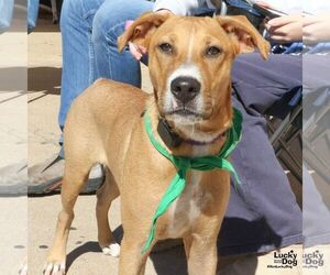 Ragne - Male Black Mouth Cur-Unknown Mix Dog for Adoption - Photo #2