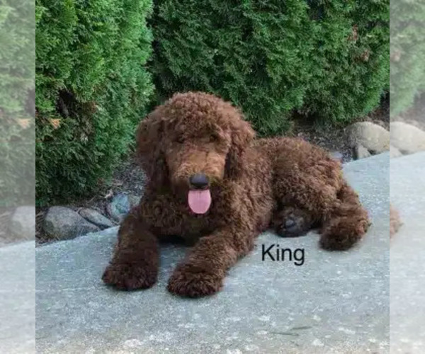 Medium Photo #1 Goldendoodle Puppy For Sale in WOLCOTT, IN, USA