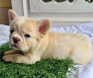 French Bulldog Puppy for sale in ANCHORAGE, AK, USA
